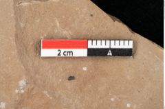 Foto (Detailansicht) von Aronium extinctum Ettingshausen (NHMW-GEO-2024-0188-0453)